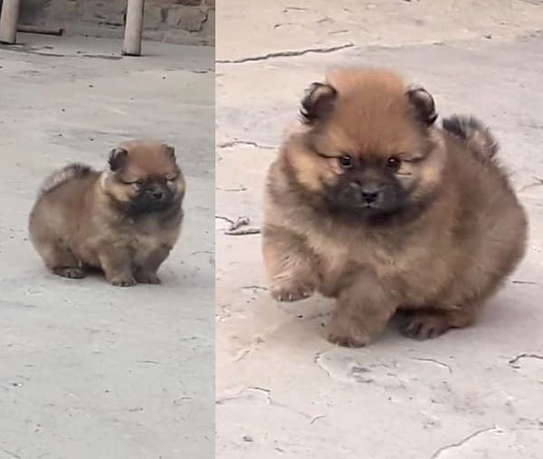 Adorable Toy Pom Puppies In Chandigarh Star Dog World Buy Dogs And Puppies In Jalandhar Ludhiana Amritsar Mohali And Chandigarh