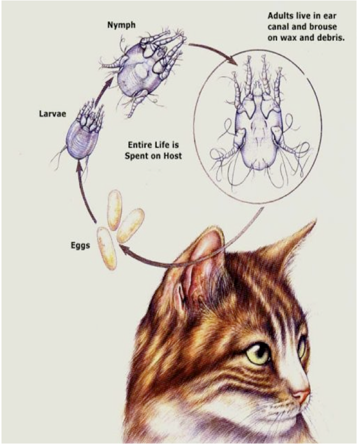 Лечение отодектоза у кошек схема лечения