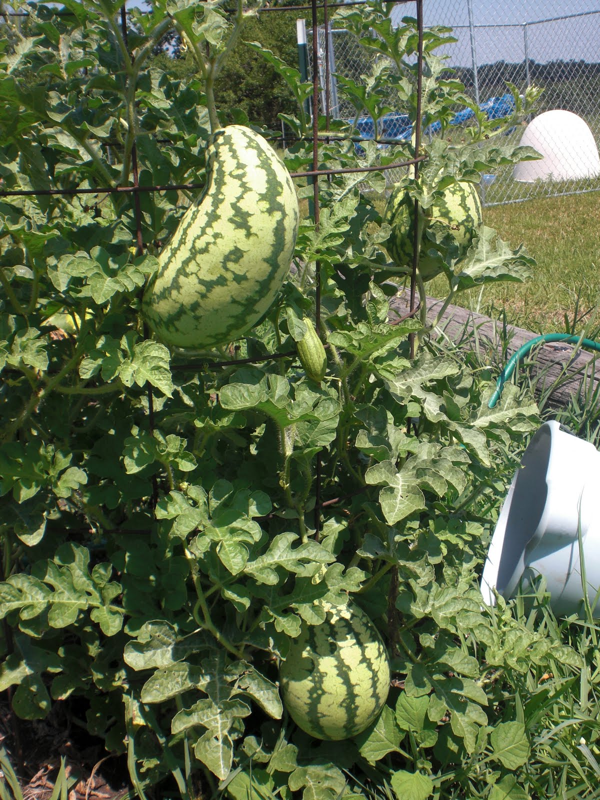 Jenn in The Country Saving Space Growing Watermelon Vertically