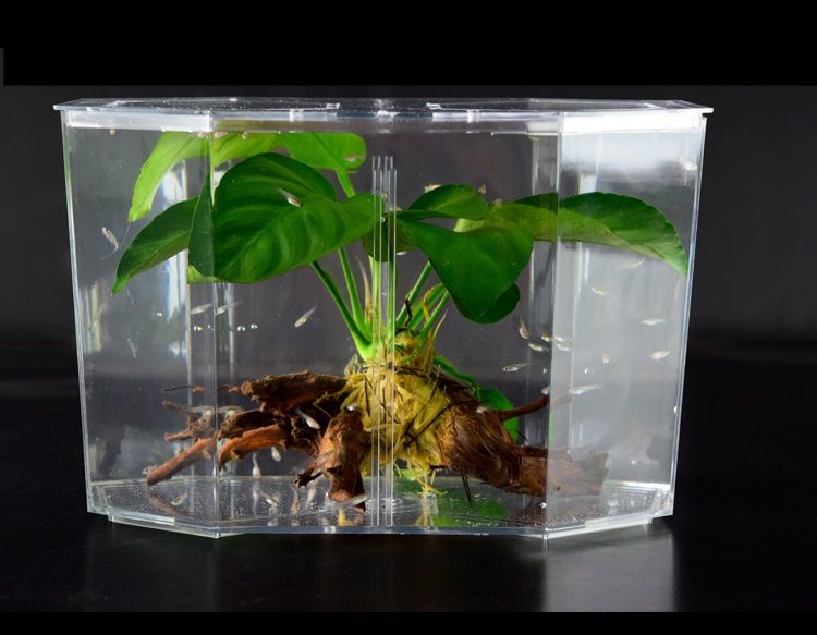 Betta Breeding Tank - Dead or Alive? Image Betta Breeding Tank - Dead or Alive?