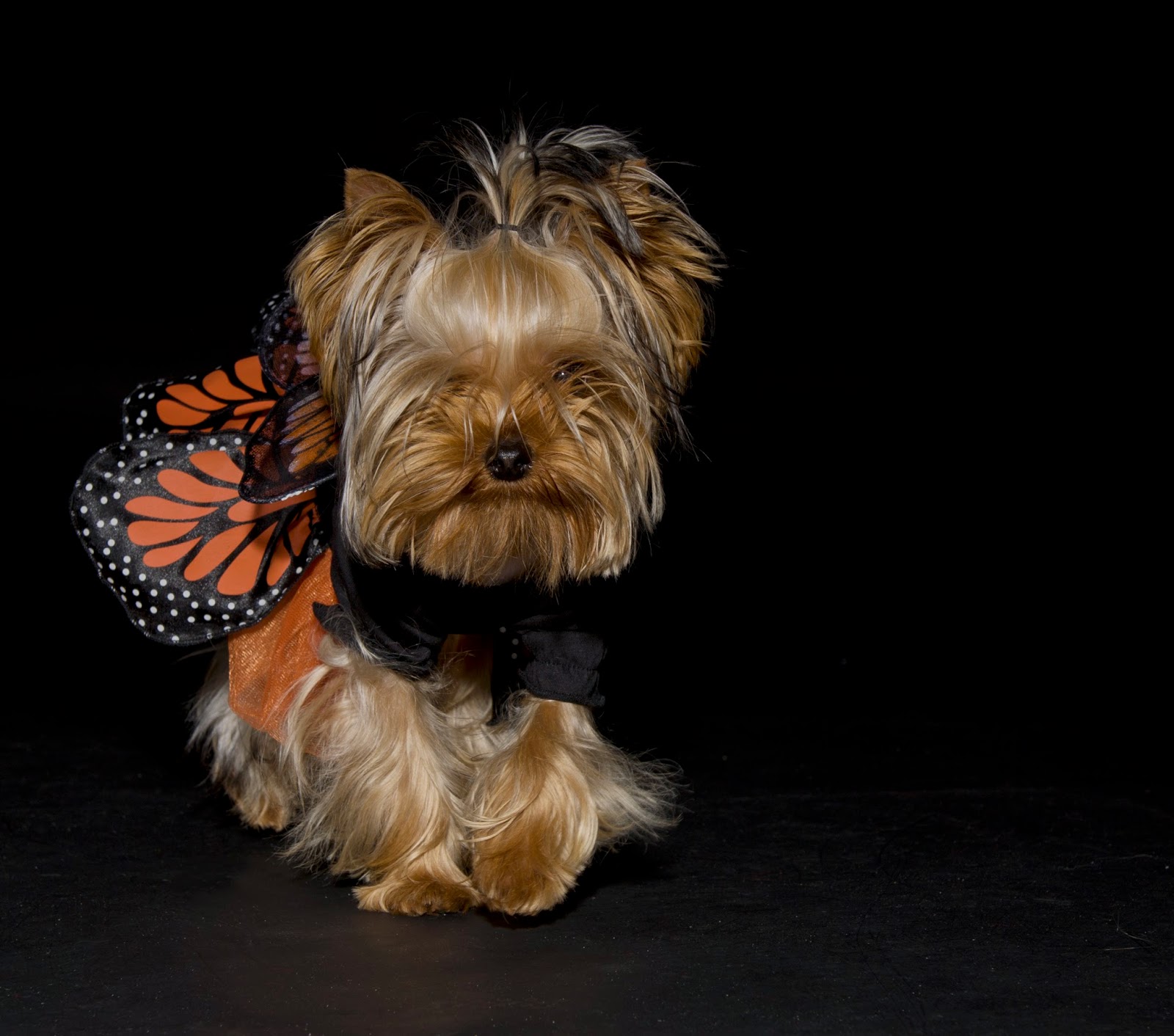 йоркшир терьер. ешкарский терьер мини. йоркширский терьер. йоркшир терьер. терьер йоркширский малошерстный.