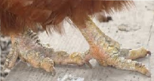 tavuklarda ayak sorunlari ve cozumleri bililer
