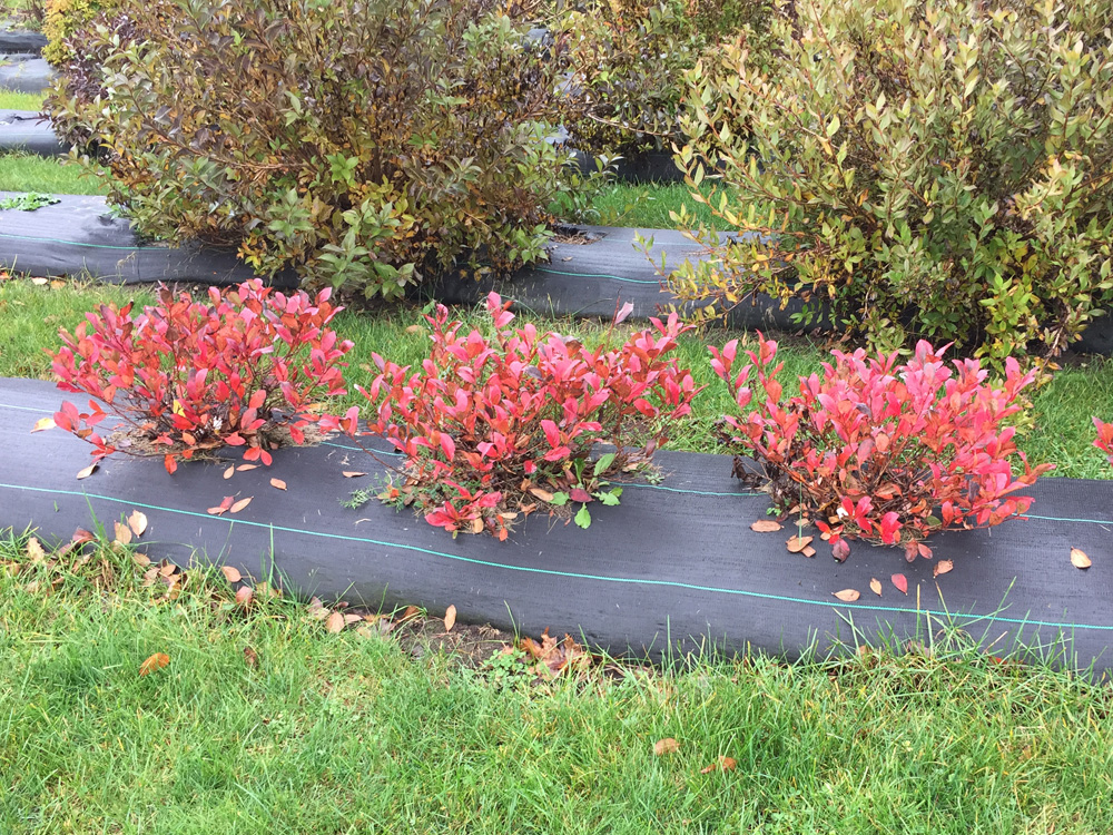 Editor S Note This Is Working Copy Of Oroc Book Viii Covering