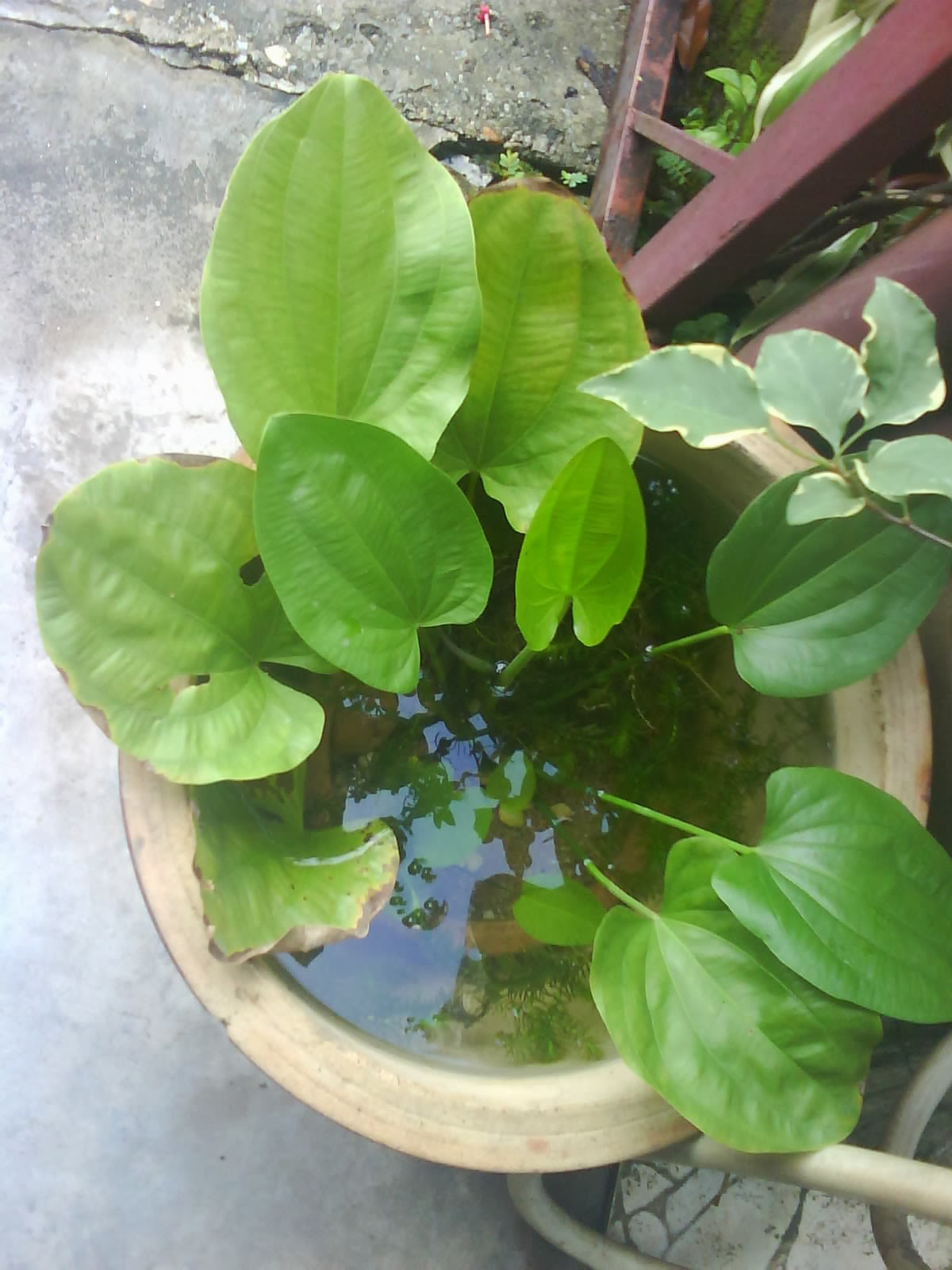 Garden Chronicles Mexican Sword Plant