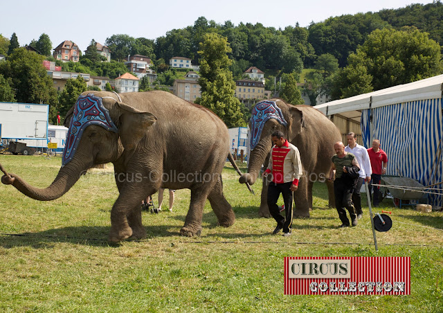 les éléphants du Cirque Knie 2013 