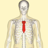Sternum (tulang dada) Sternum (tulang dada)