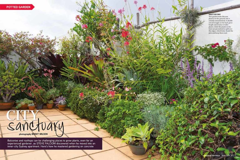 Native Laurel If Only All Weeds Were This Good Steemit