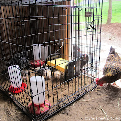 chicken chick coop chicks brooder flock chickens move into integrating playpen dog coops kennel baby older method nesting birds until