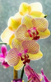 phalaenopsis-orquidea-de-petalos-amarillos