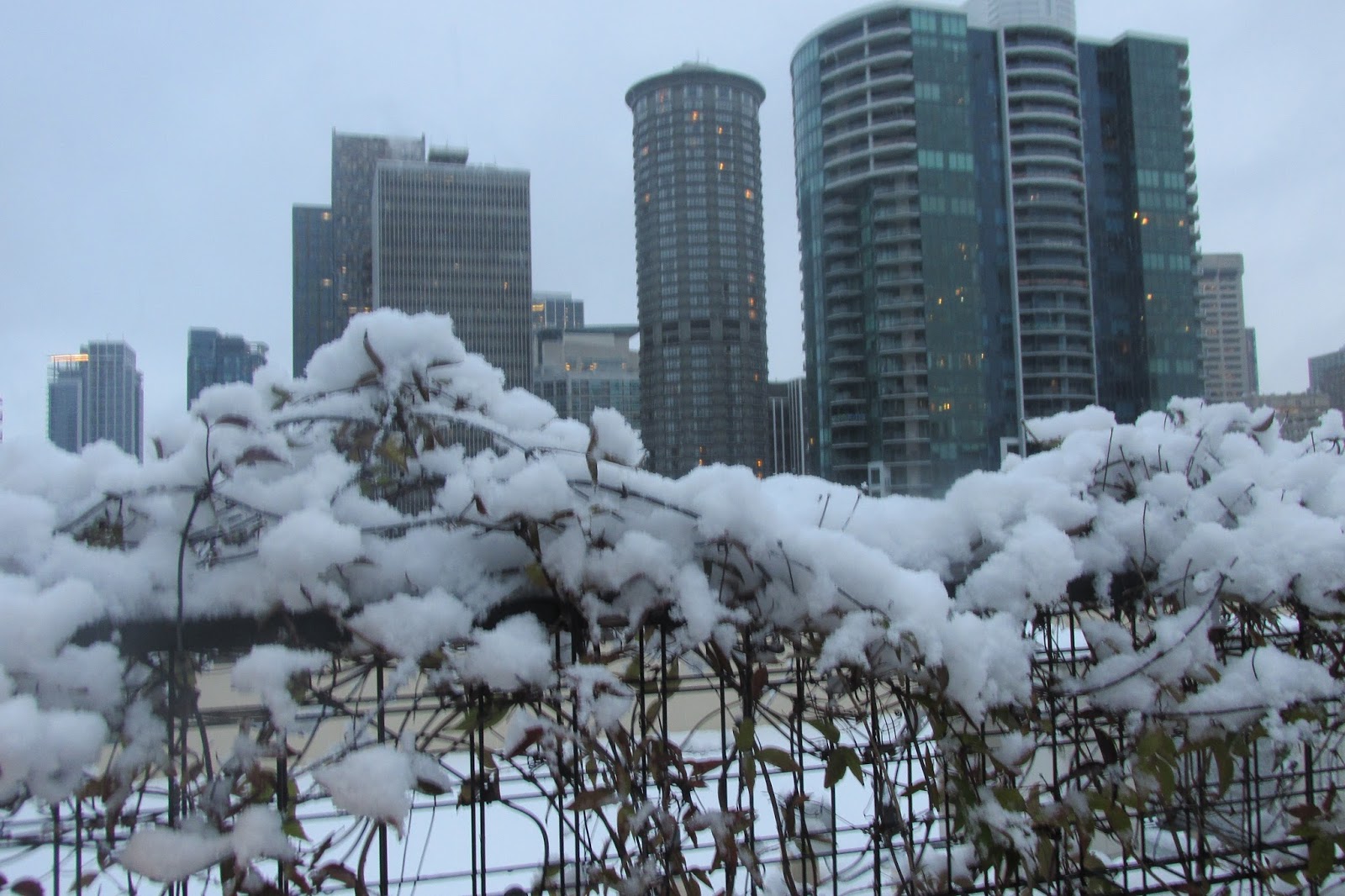 The Freedom Fighter's Journal: RARE SEATTLE SNOW: CHRISTMAS DAY 2017 PART I