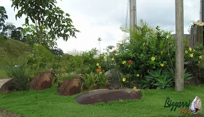 Pedra moledo para execução de paisagismo com as alamandas amarela, os lírios amarelo e as mudas de agave com o gramado com grama esmeralda.