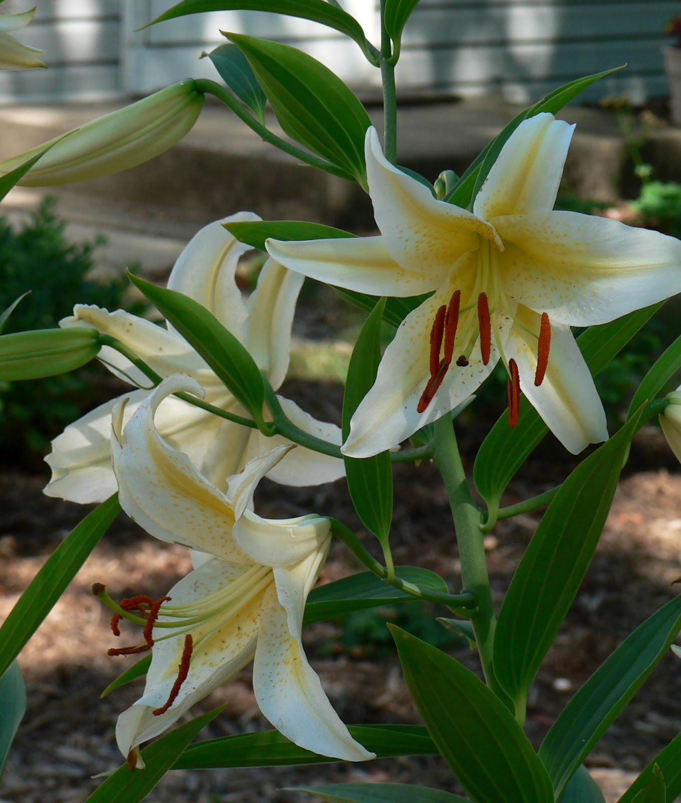 Visit My Garden Lilies