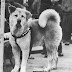 L'8 marzo del 1935 moriva Hachikō