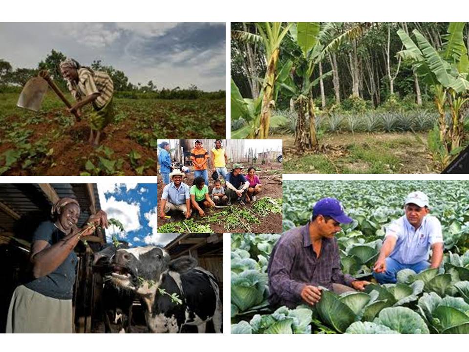 Caribbean Agriculture in Perspective (AGEX 1000) Question of the Week