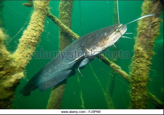 Catfish jenis Ikan Lele Hias
