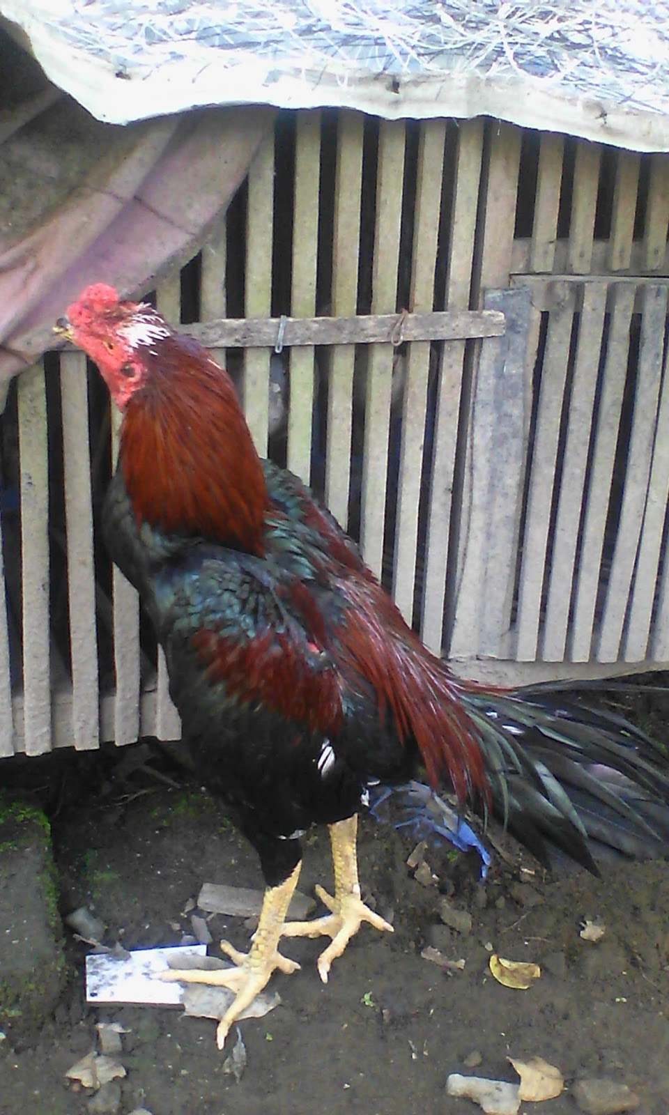 Beberapa Cara Mengobati Kurap/Jamur Pada Ayam Aduan Ayam