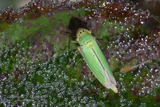Méregzöld kabóca (Cicadella viridis)