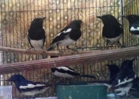 Cara Memilih Burung Kacer Bahan Obyokan Prospek Birdelite