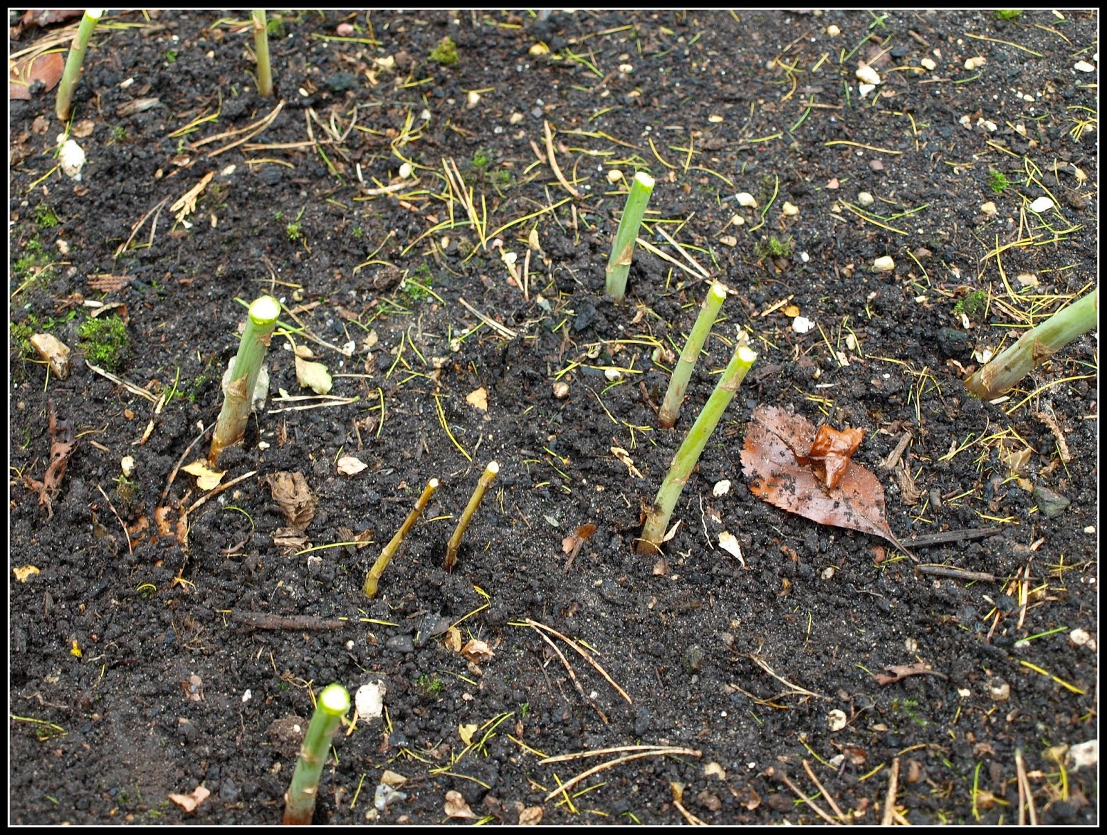 Mark's Veg Plot Cutting down the Asparagus