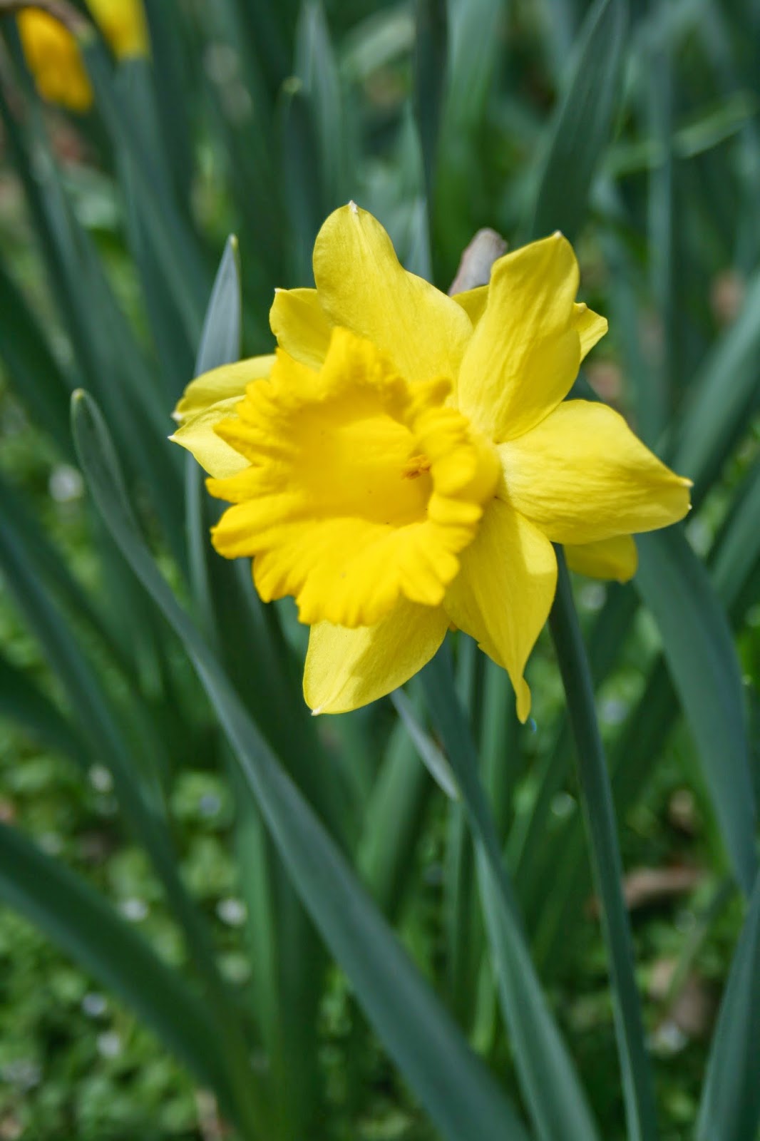A Virginia Homestead: A host of golden daffodils