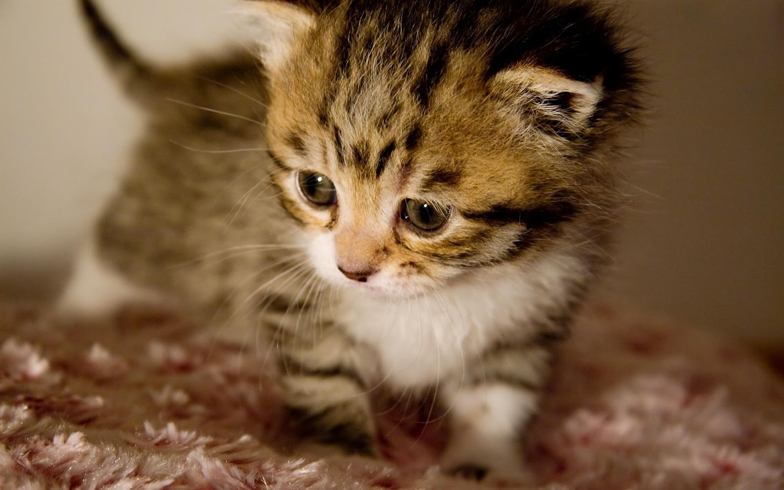 TOP 15 Really Cute Kittens Amits IT Blog (Latest Technology News)