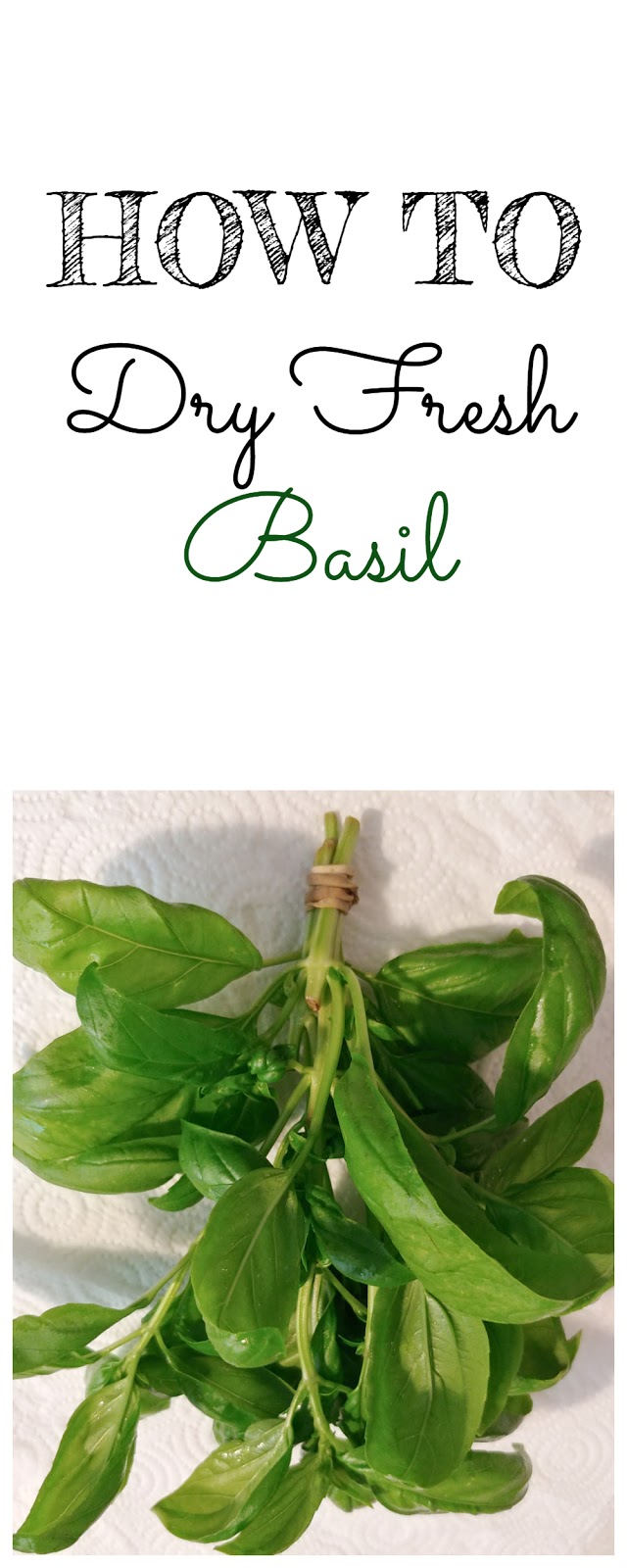 how to dry fresh basil