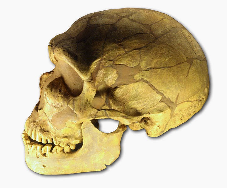 Homo neandertalensis