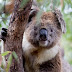 Koalas 'under siege' from policy changes set to destroy habitat, report finds