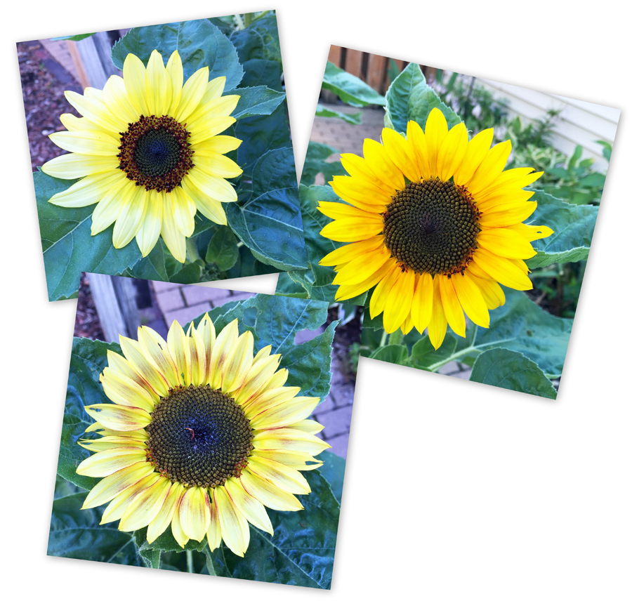 Je Suis Au Jardin Du Jamais Vu