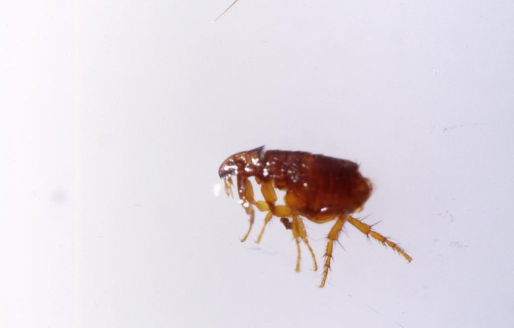 Picture of a flea.