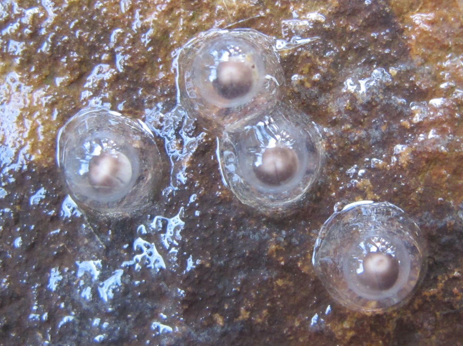 Blue Jay Barrens Streamside Salamander Eggs