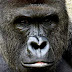 Gorila Harambe: uma tragédia que não pode se repetir!