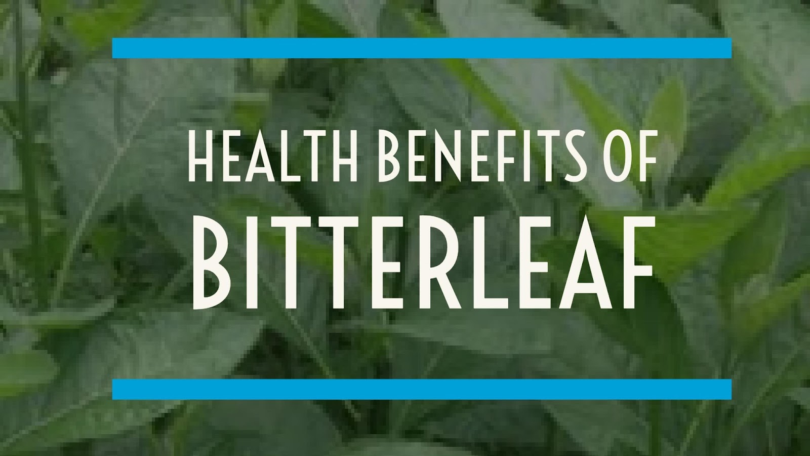 Health Benefits of Bitter leaf (Vernonia amygdalina) Health Pleromana