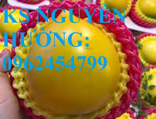 Cung cấp cây giống vú sữa vàng, vú sữa hoàng kim, vú sữa abiu, cung cấp cây giống toàn quốc