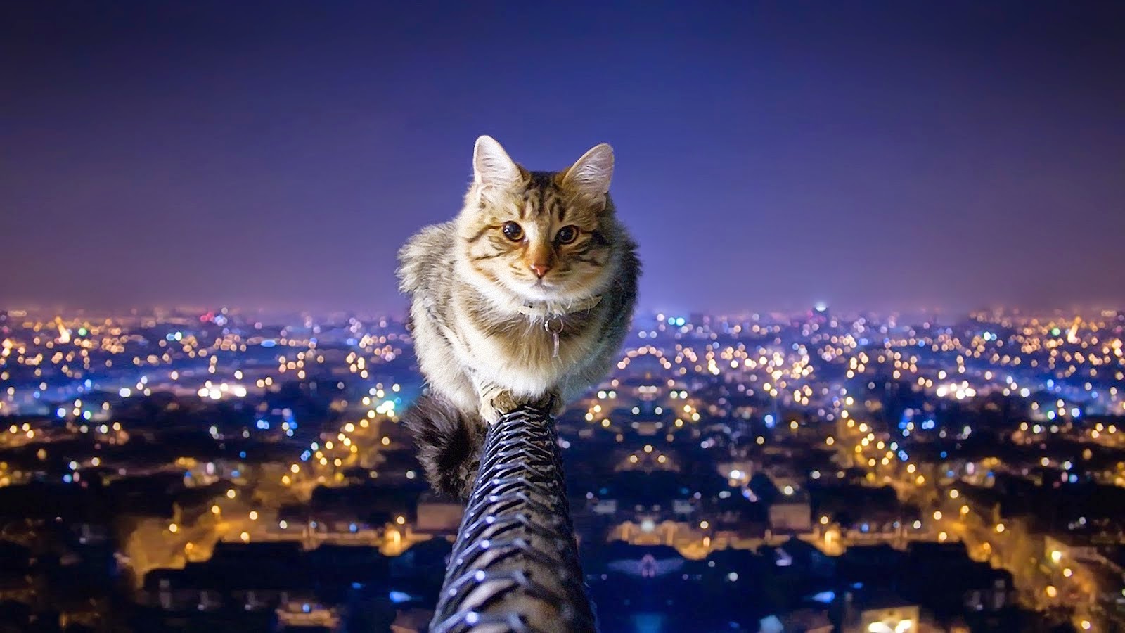 Kat op een pijp Kat op een pijp hoog boven stad