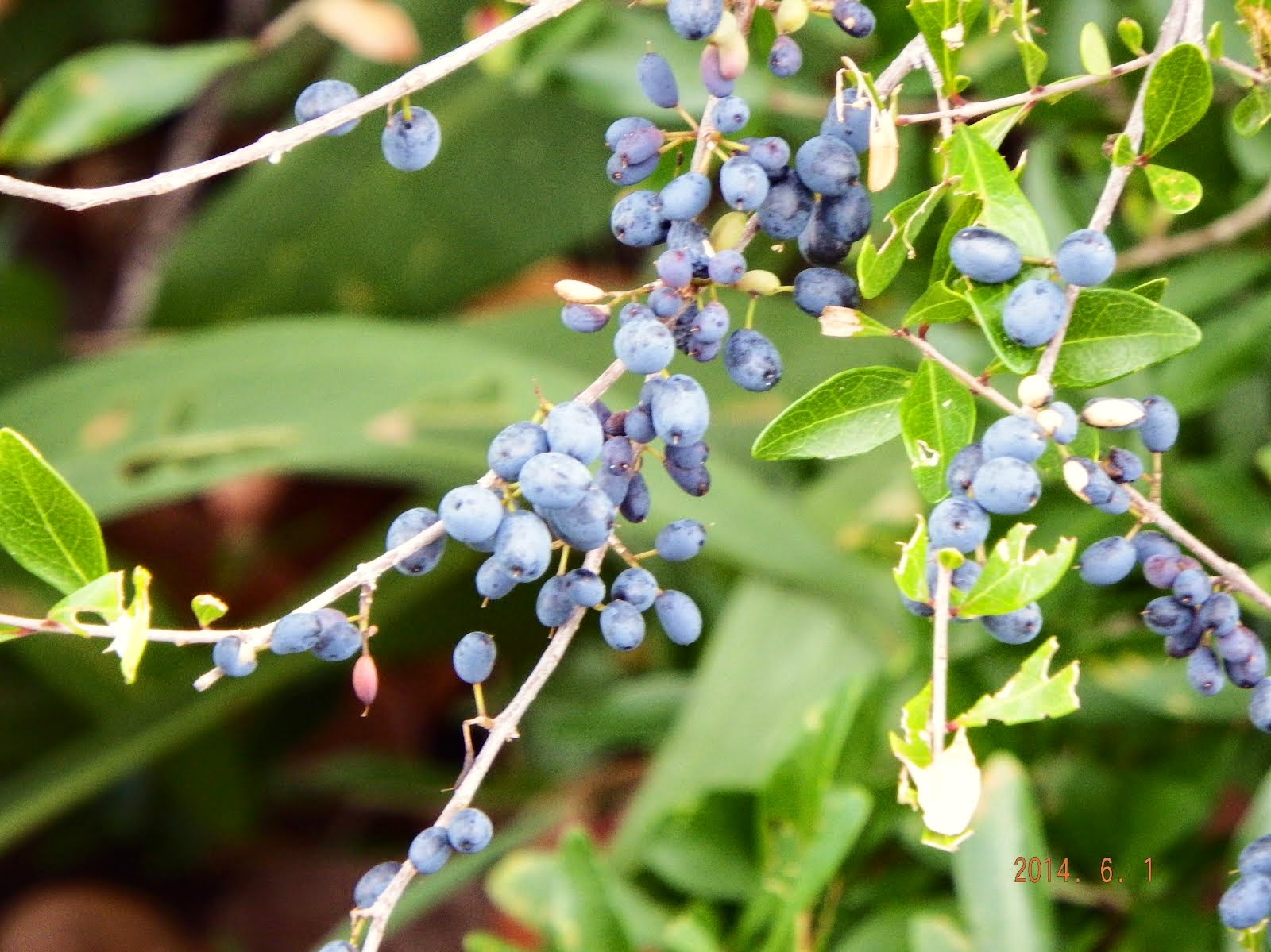 Wild berries on Honeymoon Island