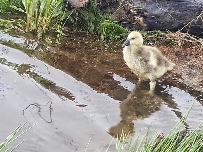Everstuff Ranch Goose Goose and Giblet go for a walk