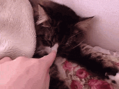 Funny cats - part 93 (40 pics + 10 gifs), booping cat nose