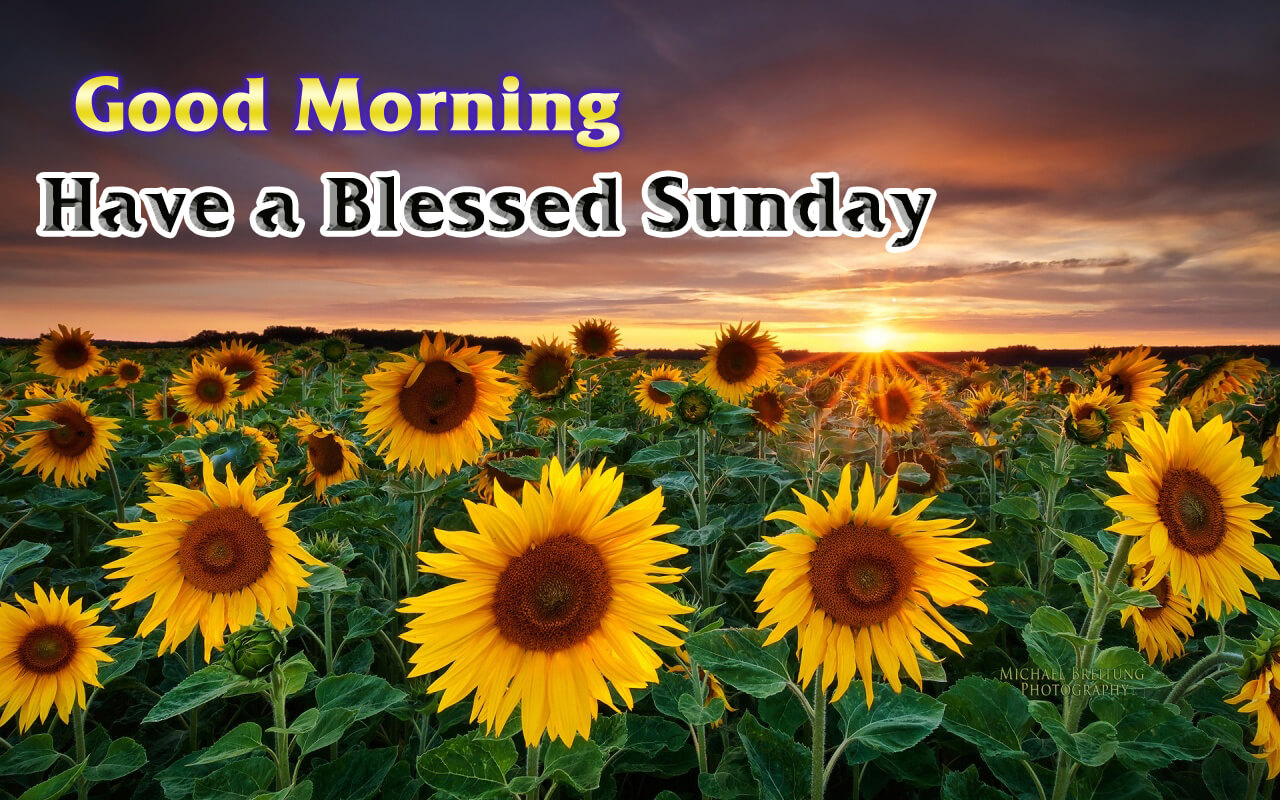 Lovable Images Good Morning Sunday Wallpapers Download Sunday