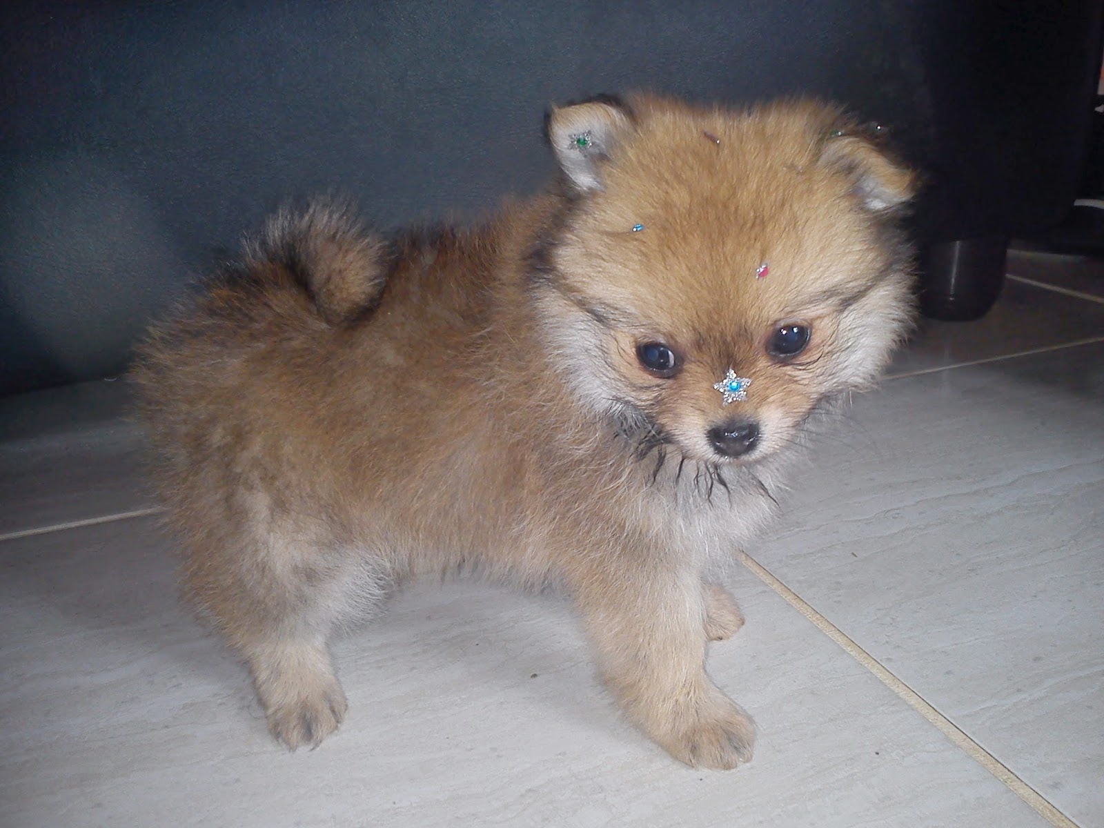 Spitz alemao filhote laranja Clearance