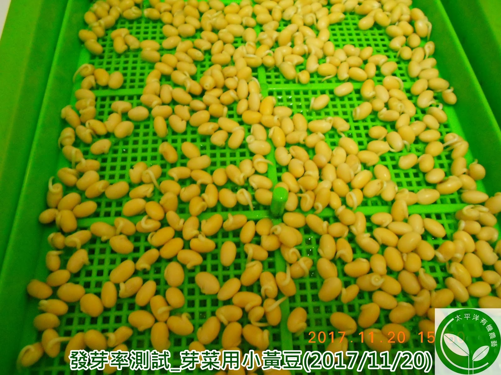 黃豆,有機黃豆,台灣黃豆,涼拌黃豆芽,如何孵黃豆芽,種黃豆芽,可催芽黃豆,有機可催芽黃豆,黃豆催芽,黃豆食譜