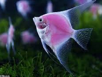 Inilah Jenis Jenis Ikan Manfish Angelfish Yang Paling 