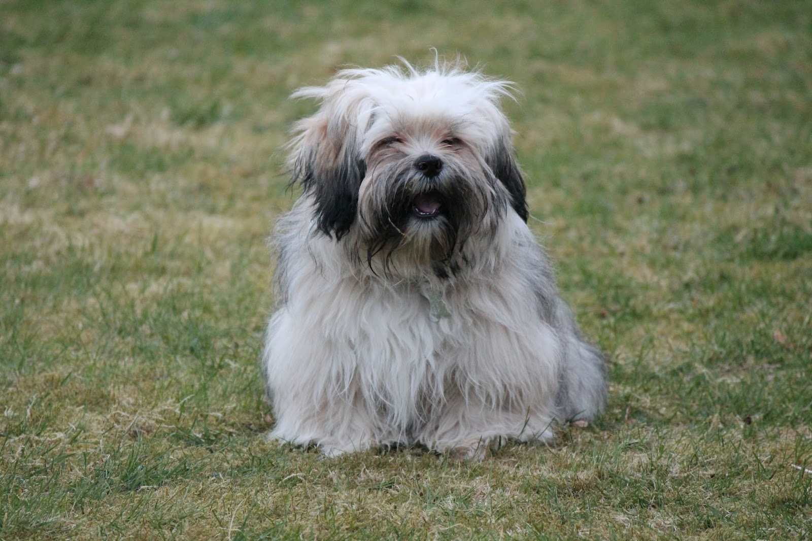 Grooming a Lhasa Apso Paws across Britain