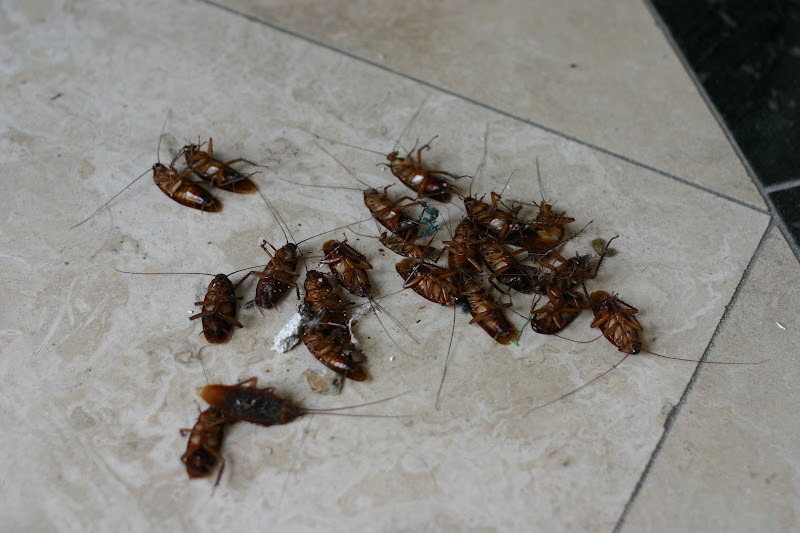 Fumigation Fumigation Bombs For Roaches