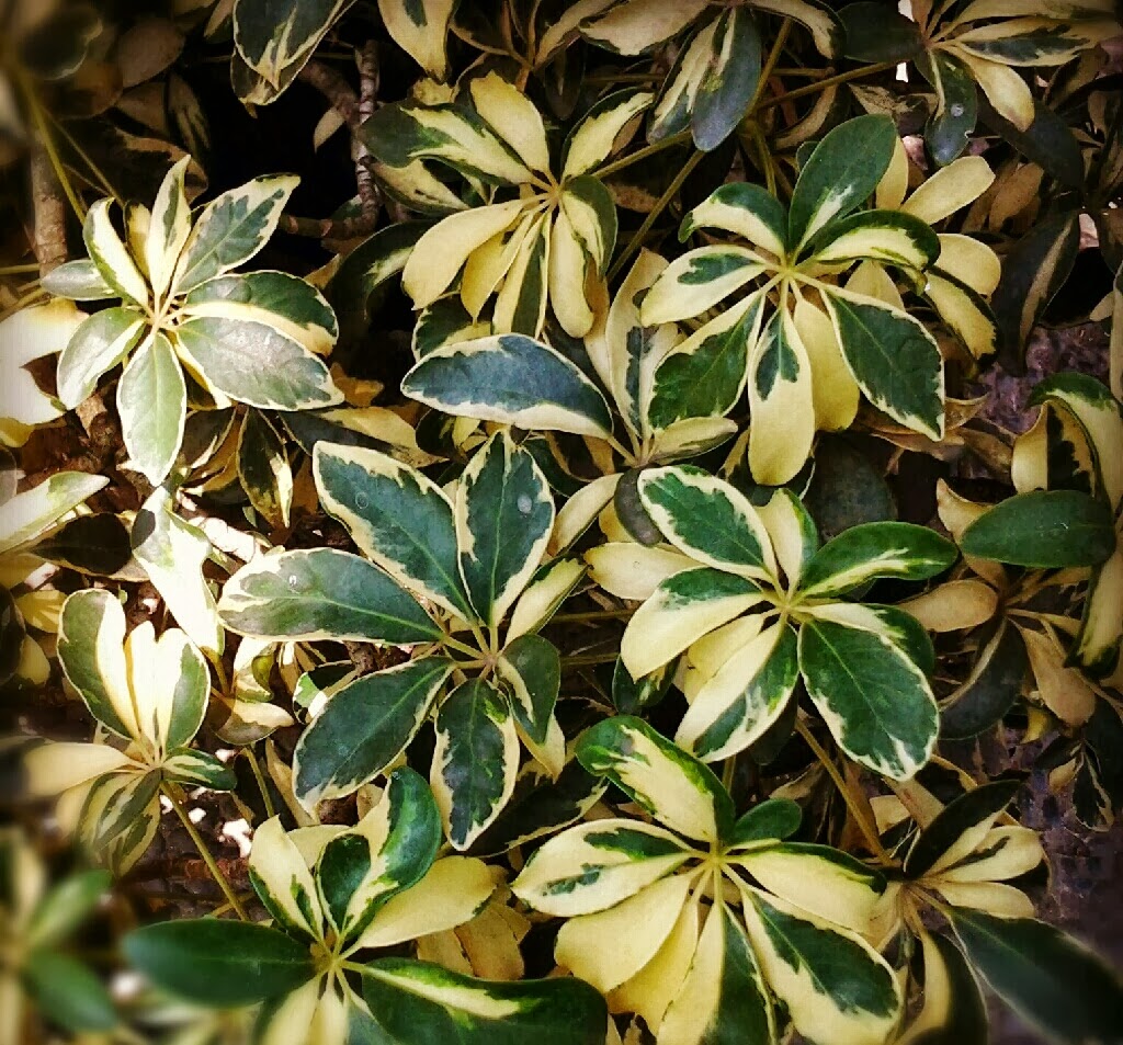 14 Ide Bunga Wali Songo Gambar Bunga