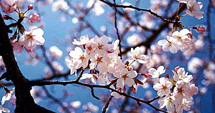 Semua Tentang  Bunga  Bunga  Sakura 