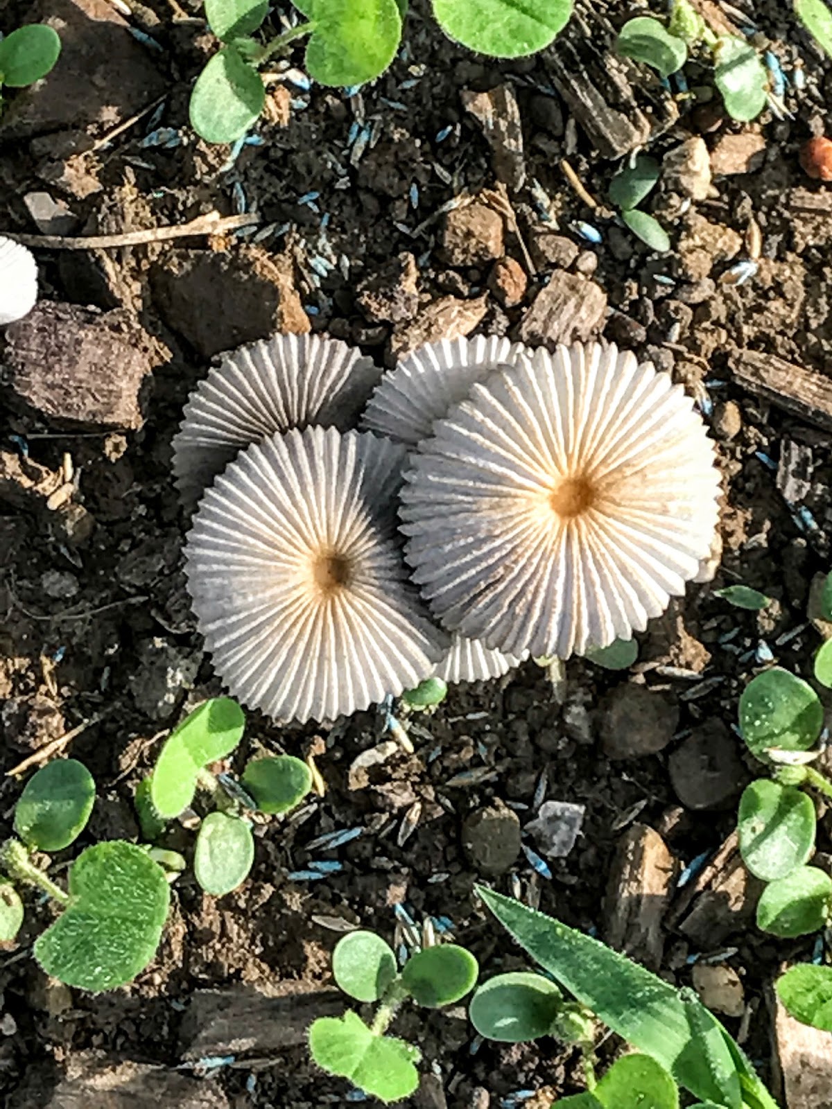 Christian Images In My Treasure Box Mushrooms July 3rd, 2017