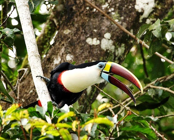 Click on the Amazon jungle toucan below to buy the "Through a Bible Lens" book from amazon.com