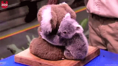 18. Baby Koala