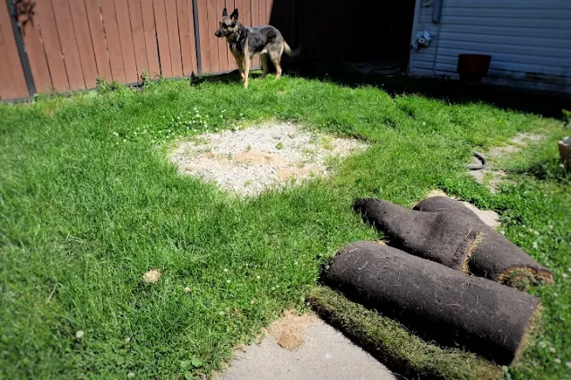 rolls of sod for dry well